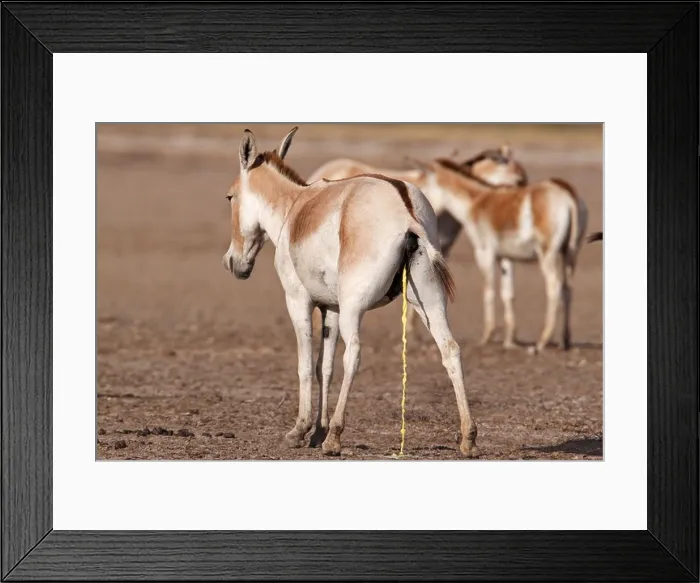 Framed Print : Indian wild ass or Khur herd in Rann of Kutch with a female urinating Framed Print : Indian wild ass or Khur herd in Rann of Kutch with a female urinating