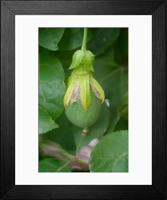 Framed Print : Fruit of the Passiflora (Passion Fruit) vine emerges from a blossom