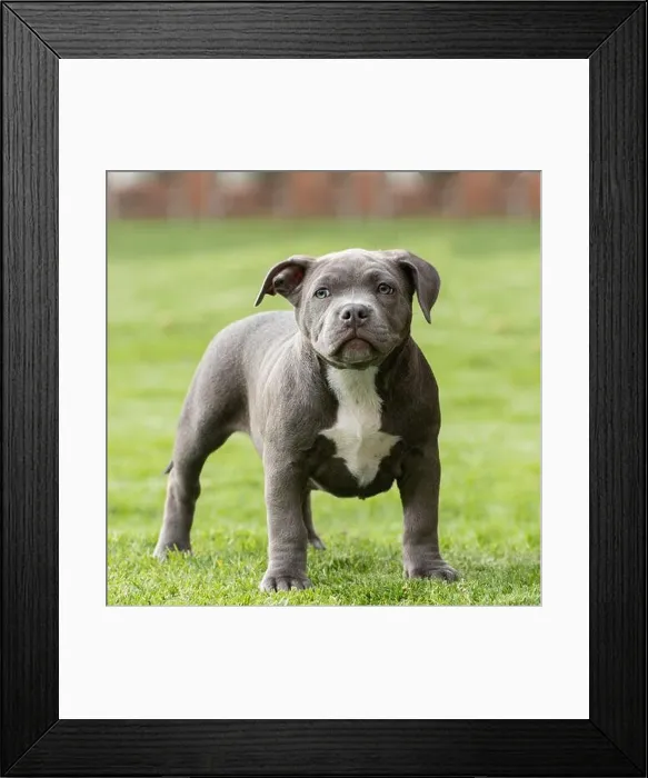 Framed Print : A closeup shot of a cute American Bully puppy on a grassy field Framed Print : A closeup shot of a cute American Bully puppy on a grassy field