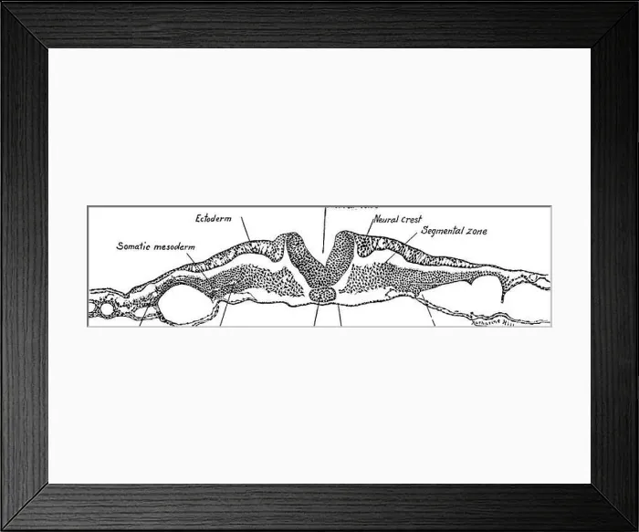 Framed Print : A laboratory manual and text-book of embryology. Embryology. CHICK EMBRYO OF EIGHTEEN PRIMITIVE SEGMENTS 61 Transverse Section through the Primitive Framed Print : A laboratory manual and text-book of embryology. Embryology. CHICK EMBRYO OF EIGHTEEN PRIMITIVE SEGMENTS 61 Transverse Section through the Primitive