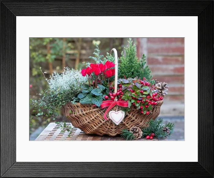 Framed Print : basket with red cyclamen, gaulteria, coniferous and cushion bush as winter garden decoration Framed Print : basket with red cyclamen, gaulteria, coniferous and cushion bush as winter garden decoration