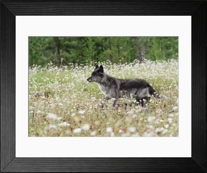 Framed Print : An alert gray wolf in a field of wildflowers;Golden british columbia canada