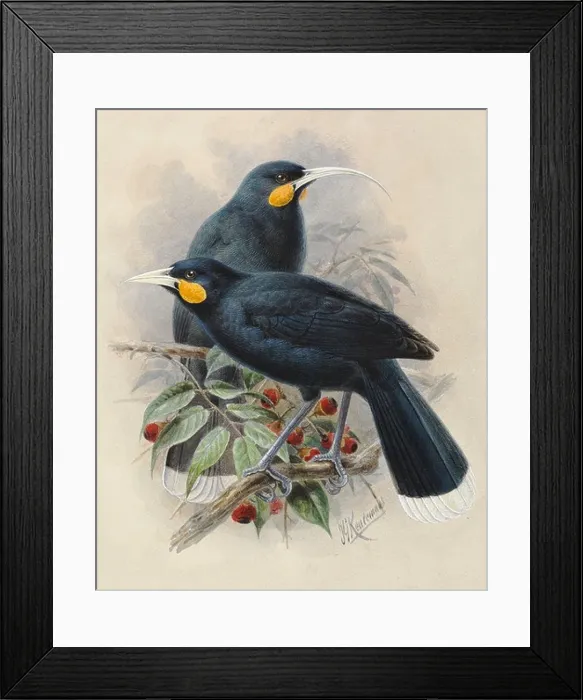 Framed Print : Huia, Heteralocha acutirostris (male and female) Framed Print : Huia, Heteralocha acutirostris (male and female)