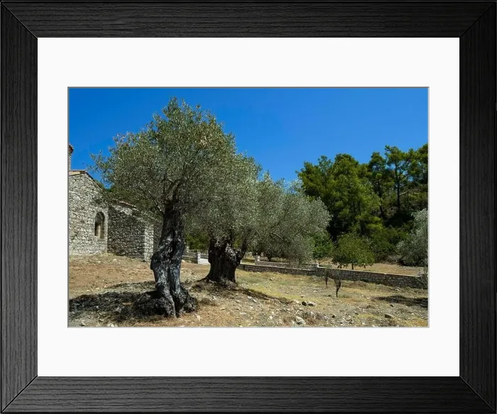 Framed Print : Ancient olive trees (Olea europaea), Moni Thari monastery near Laerma from the 12th century, dedicated to St. Michael, one of the most important Framed Print : Ancient olive trees (Olea europaea), Moni Thari monastery near Laerma from the 12th century, dedicated to St. Michael, one of the most important