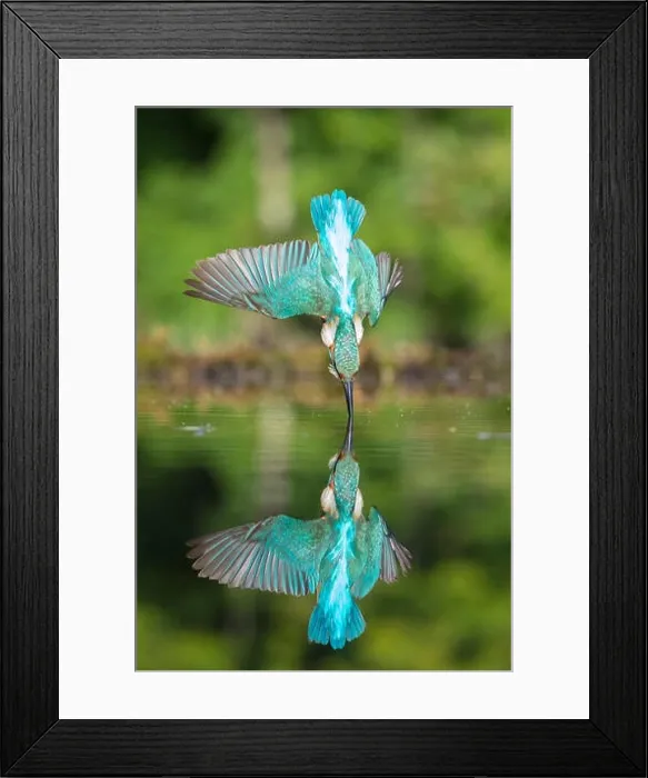 Framed Print : Perfect mirror reflection of a diving male kingfisher Framed Print : Perfect mirror reflection of a diving male kingfisher