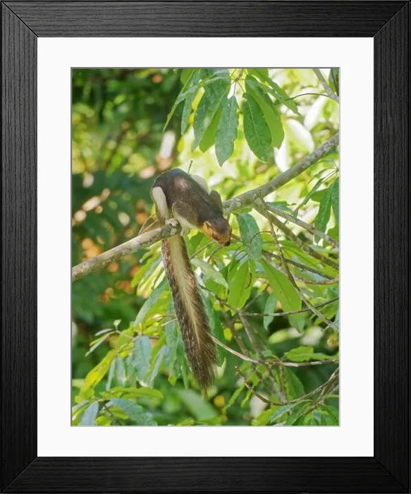 Framed Print : Cream Coloured Gianat Squirrel Ratufa affinis Sabah, Malaysia, Borneo, SE Asia MA004676 Framed Print : Cream Coloured Gianat Squirrel Ratufa affinis Sabah, Malaysia, Borneo, SE Asia MA004676