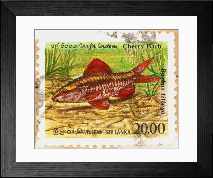 Framed Print : Photo of a Sri Lankan postage stamp with an image of a Cherry Barb fish Barbus titteya 1990 Framed Print : Photo of a Sri Lankan postage stamp with an image of a Cherry Barb fish Barbus titteya 1990