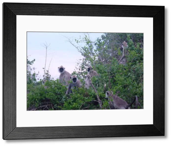Framed Print : Monkeys (Grey Langur) in Sri Lanka Framed Print : Monkeys (Grey Langur) in Sri Lanka