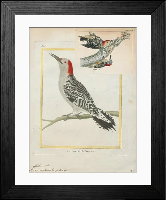 Framed Print : Centurus carolinus, Print, The red-bellied woodpecker (Melanerpes carolinus) is a medium-sized woodpecker of the family Picidae Framed Print : Centurus carolinus, Print, The red-bellied woodpecker (Melanerpes carolinus) is a medium-sized woodpecker of the family Picidae