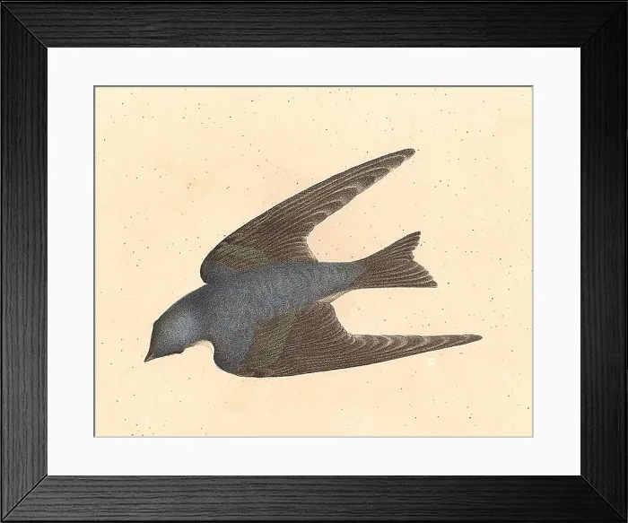 Framed Print : The White-bellied Swallow, Tree Swallow (Hirundo bicolor, Tachycineta bicolor) vintage bird lithograph - James De Kay, Zoology of NY, Fauna, Birds Framed Print : The White-bellied Swallow, Tree Swallow (Hirundo bicolor, Tachycineta bicolor) vintage bird lithograph - James De Kay, Zoology of NY, Fauna, Birds