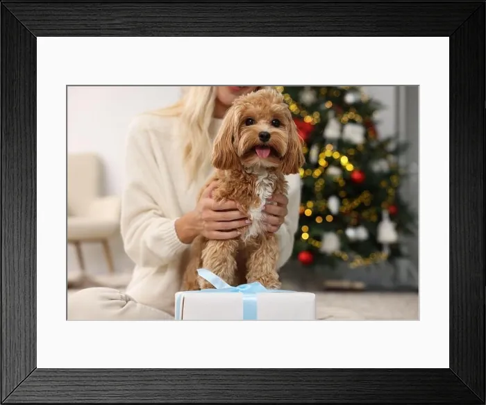 Framed Print : Woman with cute Maltipoo dog in room decorated for Christmas, closeup Framed Print : Woman with cute Maltipoo dog in room decorated for Christmas, closeup