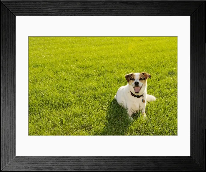 Framed Print : Dog on backlit field in summer Framed Print : Dog on backlit field in summer