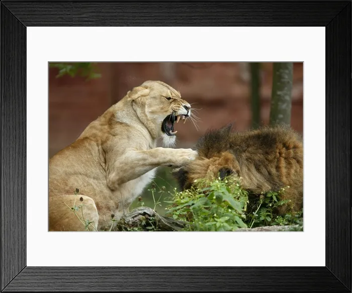 Framed Print : Lioness attacking lion Framed Print : Lioness attacking lion