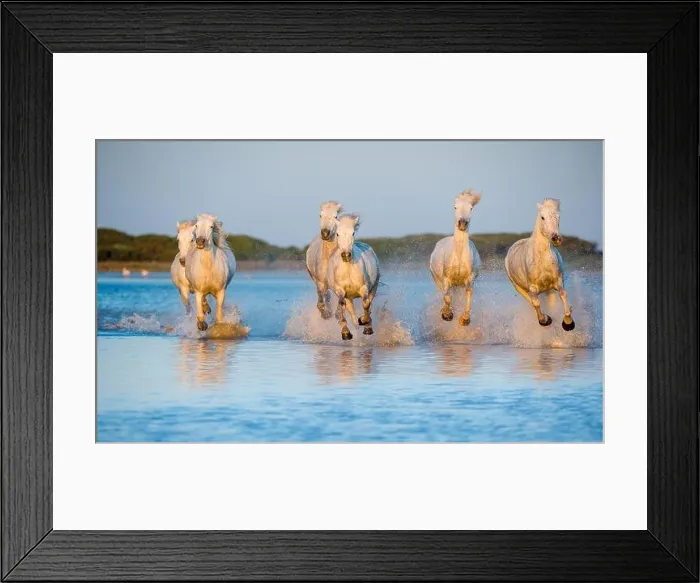 Framed Print : White Camargue Horses running on the blue water in sunset light. Parc Regional de Camargue - Provence, France Framed Print : White Camargue Horses running on the blue water in sunset light. Parc Regional de Camargue - Provence, France