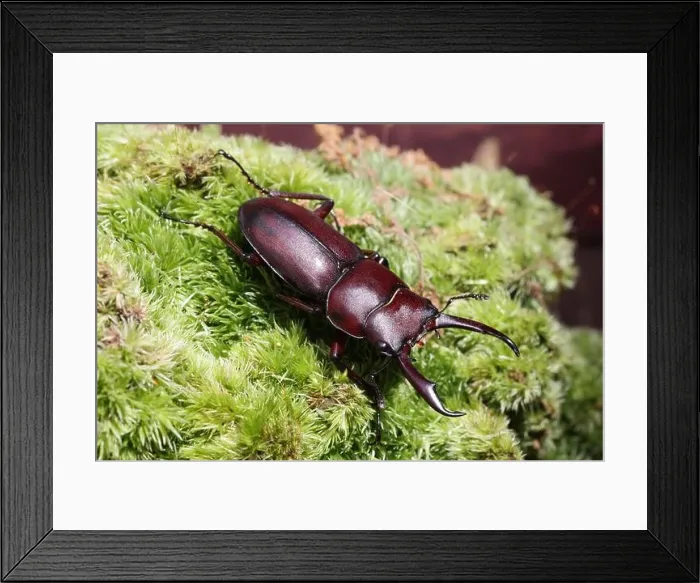 Framed Print : Dorcus rectus beetle in Japan Framed Print : Dorcus rectus beetle in Japan