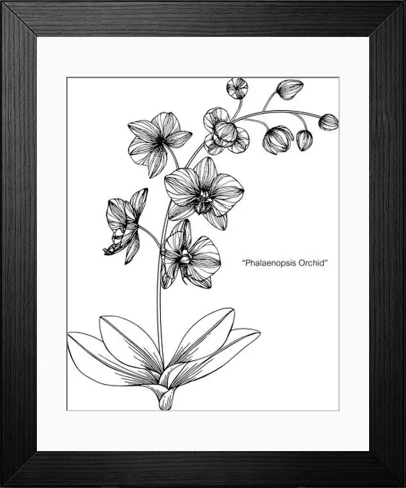 Framed Print : Orchid flower drawing illustration. Black and white with line art on white backgrounds Framed Print : Orchid flower drawing illustration. Black and white with line art on white backgrounds