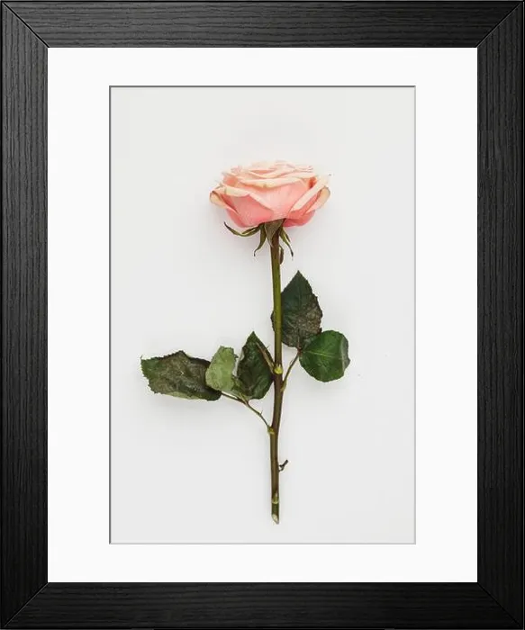 Framed Print : Red rose flower with long green stem isolated on white background, clipping path Framed Print : Red rose flower with long green stem isolated on white background, clipping path