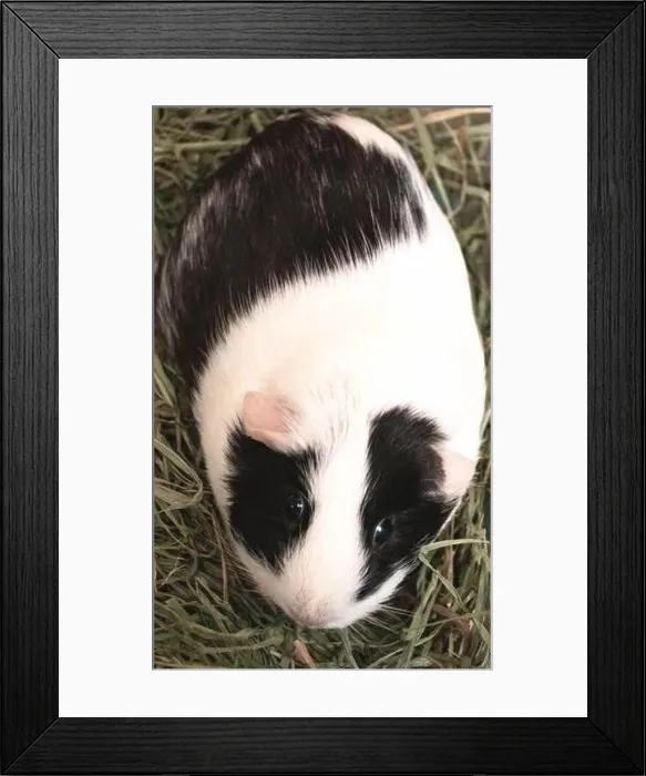 Framed Print : Topside view of a female guinea pig with black and white hair Framed Print : Topside view of a female guinea pig with black and white hair