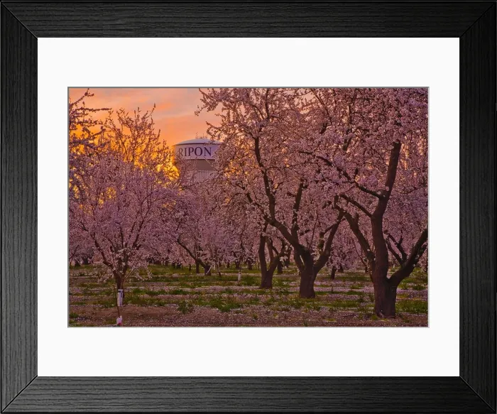 Framed Print : Agriculture - Peach orchard in full Spring bloom at sunrise with a water tower in the background / Ripon, California, USA Framed Print : Agriculture - Peach orchard in full Spring bloom at sunrise with a water tower in the background / Ripon, California, USA
