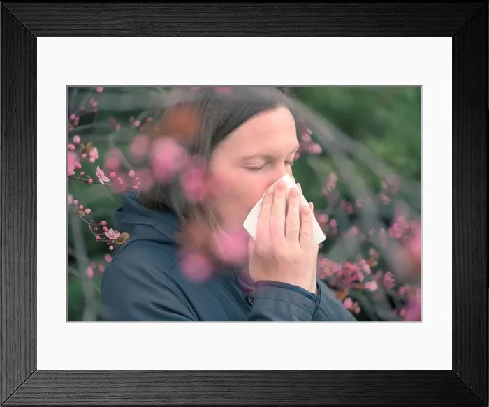 Framed Print : Woman sneezing in front of blooming cherry tree in spring allergy concept, selective focus Framed Print : Woman sneezing in front of blooming cherry tree in spring allergy concept, selective focus