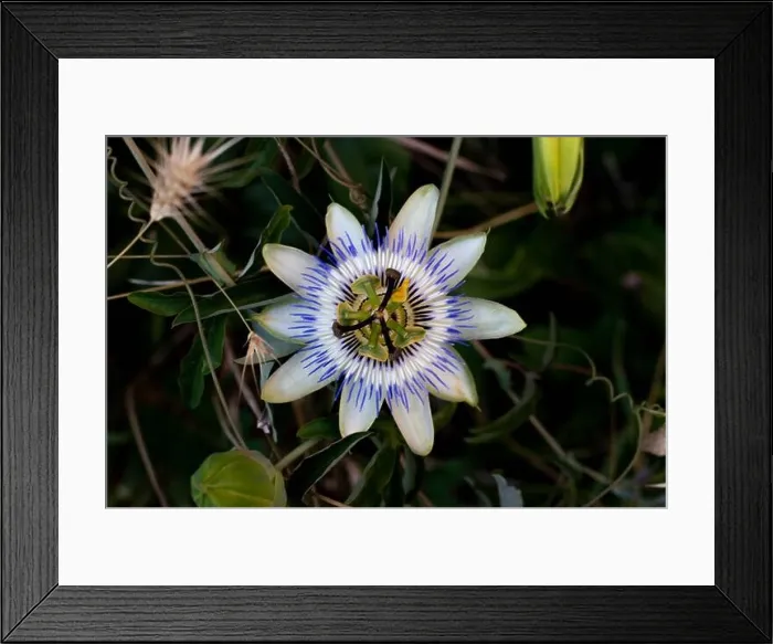 Framed Print : Blue Flower or Passiflora (Passiflora caerulea) leaves in tropical garden. Beautiful passion fruit flower or Passiflora (Passifloraceae). Passiflora i Framed Print : Blue Flower or Passiflora (Passiflora caerulea) leaves in tropical garden. Beautiful passion fruit flower or Passiflora (Passifloraceae). Passiflora i
