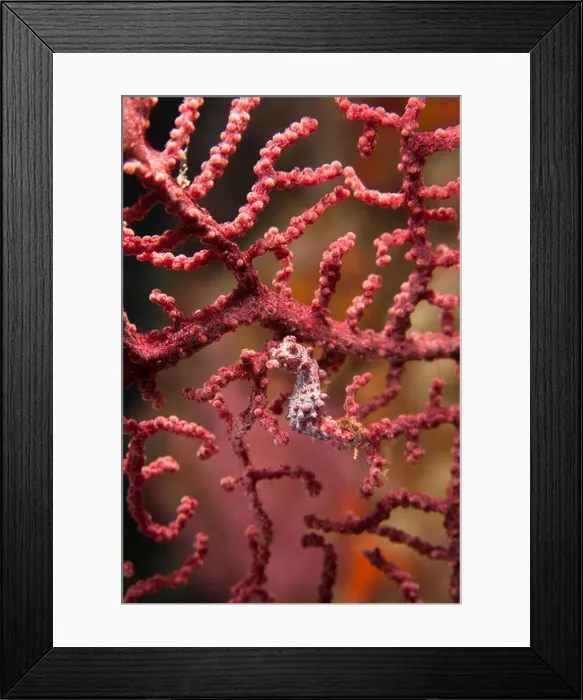 Framed Print : Pygmy Seahorse (Hippocampus bargibanti) on Gorgonian Sea Fan (Muricella sp.), Lembeh Strait, North Sulawesi, Indonesia Framed Print : Pygmy Seahorse (Hippocampus bargibanti) on Gorgonian Sea Fan (Muricella sp.), Lembeh Strait, North Sulawesi, Indonesia