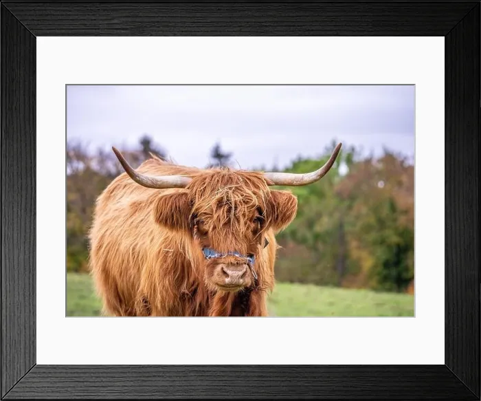 Framed Print : Long-haired longhorn highland cattle on meadow in hessen, germany Framed Print : Long-haired longhorn highland cattle on meadow in hessen, germany