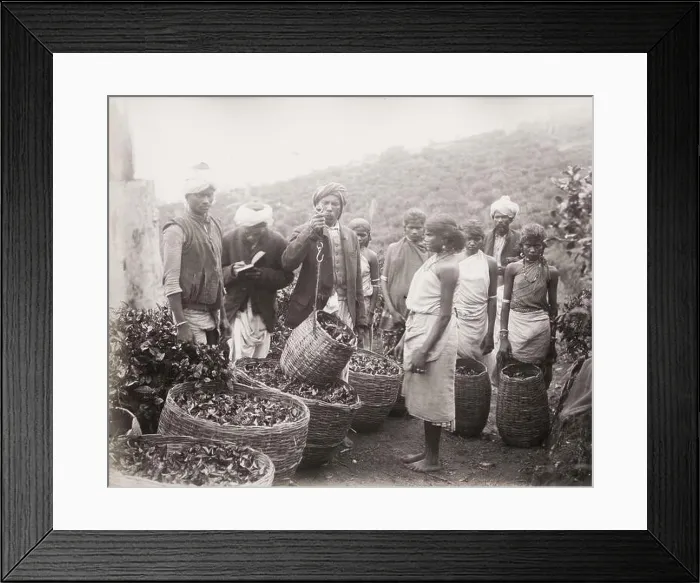 Framed Print : Vintage 19th century photograph: weighing tea on a tea plantation, Ceylon, Sri Lanka Framed Print : Vintage 19th century photograph: weighing tea on a tea plantation, Ceylon, Sri Lanka