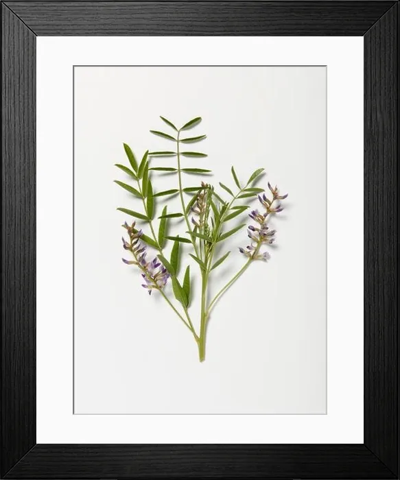 Framed Print : Emerging purple Glycyrrhiza glabra (Liquorice) flowers, and green leaves on stem Framed Print : Emerging purple Glycyrrhiza glabra (Liquorice) flowers, and green leaves on stem