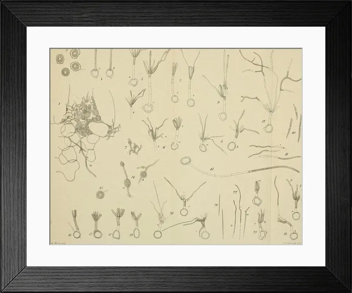 Framed Print : Botanische Zeitung. Plants; Plants. Jiotaniscfie Zeitung.Jahrg. XXXJl. Ta / ll. C [â â¢Srfimuxt, Utk Framed Print : Botanische Zeitung. Plants; Plants. Jiotaniscfie Zeitung.Jahrg. XXXJl. Ta / ll. C [â â¢Srfimuxt, Utk