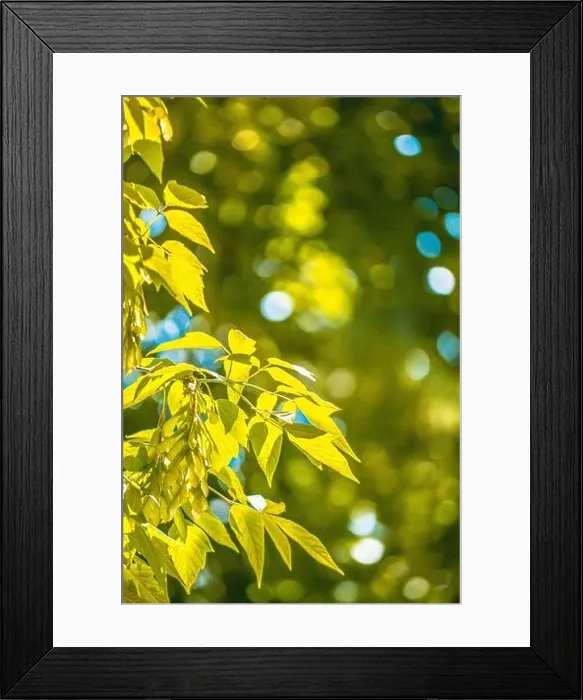 Framed Print : tender leaves lit by the sun with blurred green background, filter Framed Print : tender leaves lit by the sun with blurred green background, filter