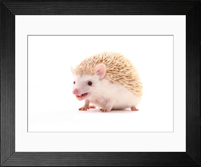 Framed Print : Four-toed Hedgehog, African Pygmy Hedgehog (Atelerix albiventris). Male standing. Studio picture against a white background. Germany Framed Print : Four-toed Hedgehog, African Pygmy Hedgehog (Atelerix albiventris). Male standing. Studio picture against a white background. Germany