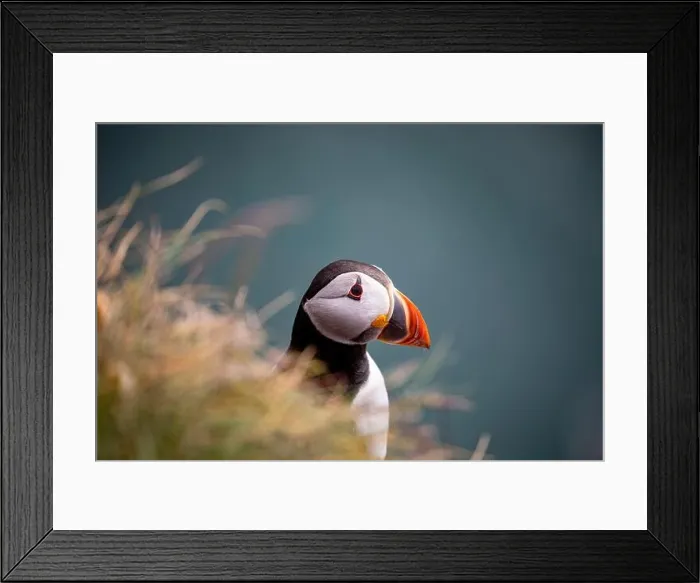 Framed Print : Puffins, RSPB Fowlsheugh, Aberdeenshire, Scotland Framed Print : Puffins, RSPB Fowlsheugh, Aberdeenshire, Scotland