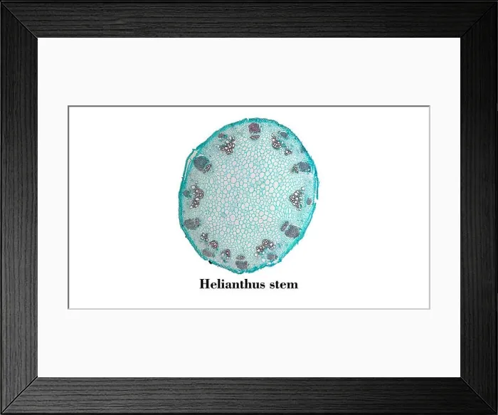 Framed Print : Heliansthus stem micrograph Framed Print : Heliansthus stem micrograph