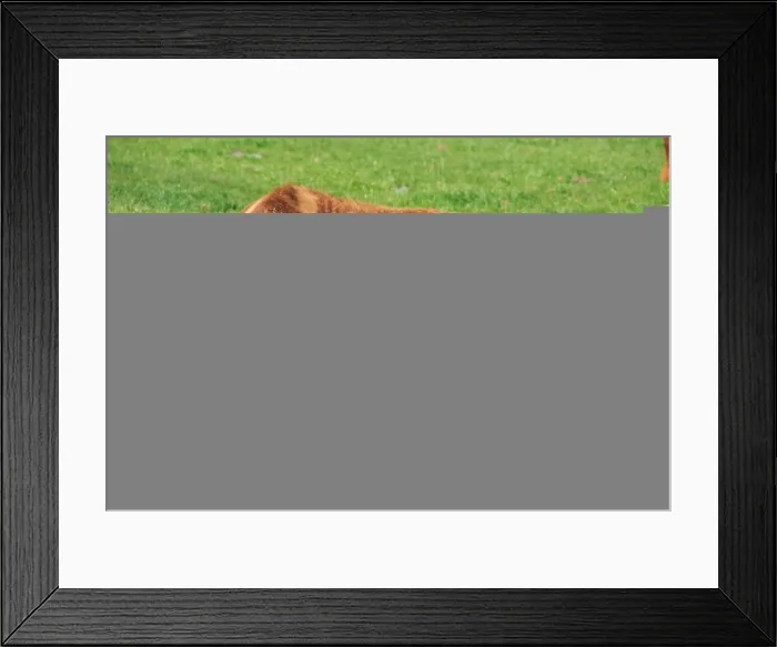 Framed Print : A sleeping cow in the meadow, totally relaxed Framed Print : A sleeping cow in the meadow, totally relaxed