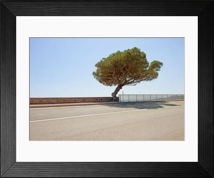 Framed Print : Maritime Pine curved tree on scenic coastal road to Saint Tropez in French Riviera. Var, Provence Cote Azur, France Framed Print : Maritime Pine curved tree on scenic coastal road to Saint Tropez in French Riviera. Var, Provence Cote Azur, France