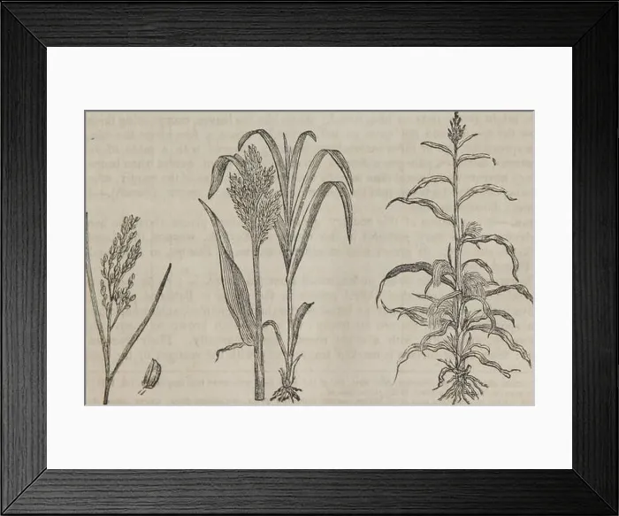 Framed Print : The elements of materia medica and therapeutics (Volume 2). esting 3v. of powdered ergot in f 3iv. ofether during seven days Framed Print : The elements of materia medica and therapeutics (Volume 2). esting 3v. of powdered ergot in f 3iv. ofether during seven days