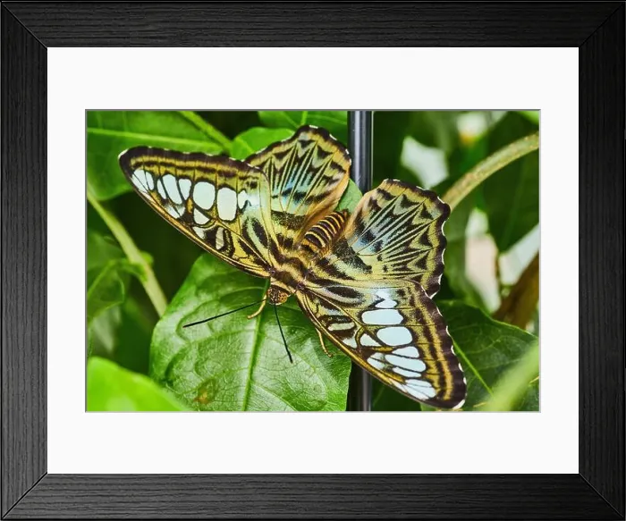 Framed Print : Up close to Brown Clipper butterfly on garden plant Framed Print : Up close to Brown Clipper butterfly on garden plant