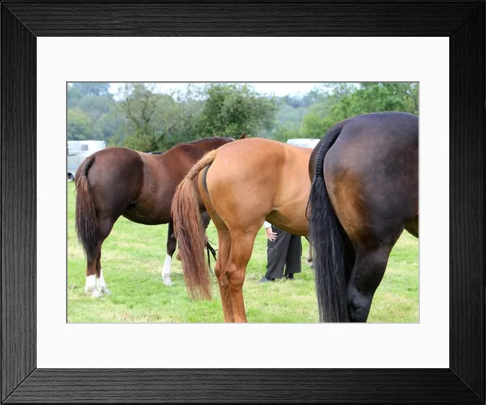 Framed Print : 3 horses with groomed tails. Leitrim. Ireland Framed Print : 3 horses with groomed tails. Leitrim. Ireland