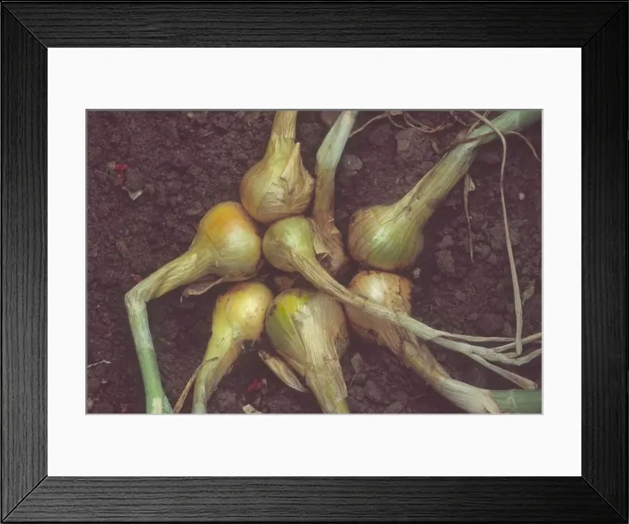 Framed Print : Allium cepa (Aggregatum group) Golden Gourmet AGM Clump of shallot bulbs in ground ready for harvesting Framed Print : Allium cepa (Aggregatum group) Golden Gourmet AGM Clump of shallot bulbs in ground ready for harvesting