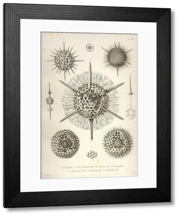 Framed Print : Haliomma, H. Echinaster, H. Castanea, Actinomma, A. Inerme, A. Trinacrium, A. Drymodes Framed Print : Haliomma, H. Echinaster, H. Castanea, Actinomma, A. Inerme, A. Trinacrium, A. Drymodes