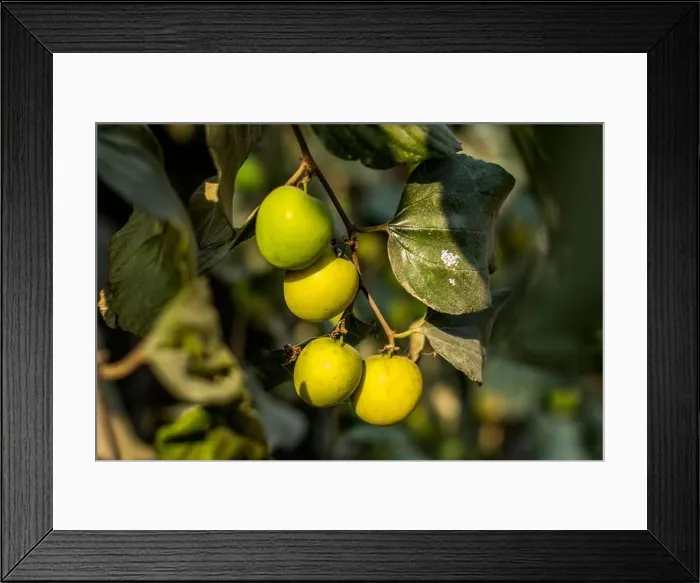 Framed Print : Ziziphus mauritiana, also known as Indian jujube is a multi-purpose tree species belonging to the family Rhamnaceae