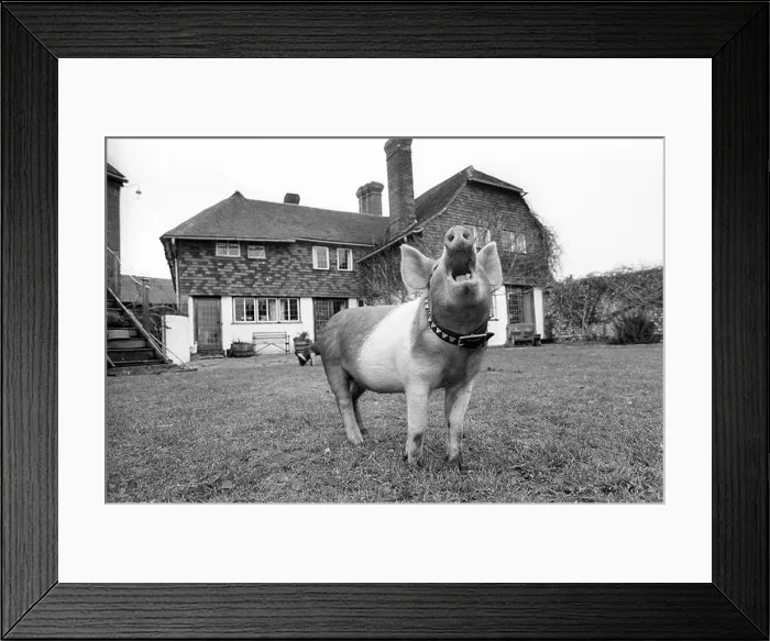 Framed Print : Guard Hog.... Ophelia, an 11 week old Tamwoth Pig, is being trained by farmer William Wallace to protect his property at Cowfold Framed Print : Guard Hog.... Ophelia, an 11 week old Tamwoth Pig, is being trained by farmer William Wallace to protect his property at Cowfold