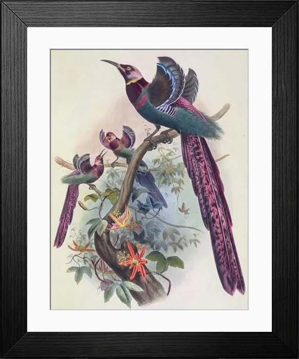 Framed Print : Elliot's bird-of-paradise, 19th century illustration Framed Print : Elliot's bird-of-paradise, 19th century illustration