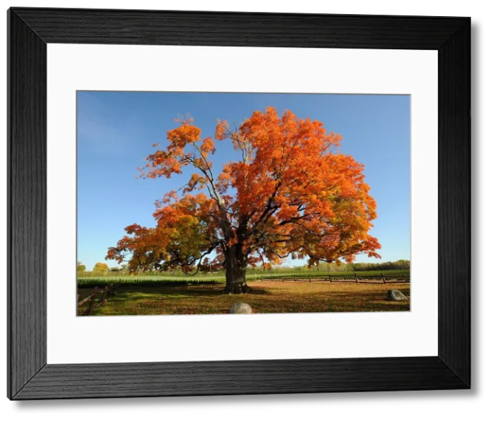 Framed Print : Comfort Sugar Maple Tree Oldest in Canada 500 years old Pelham Ontario Niagara Region Framed Print : Comfort Sugar Maple Tree Oldest in Canada 500 years old Pelham Ontario Niagara Region