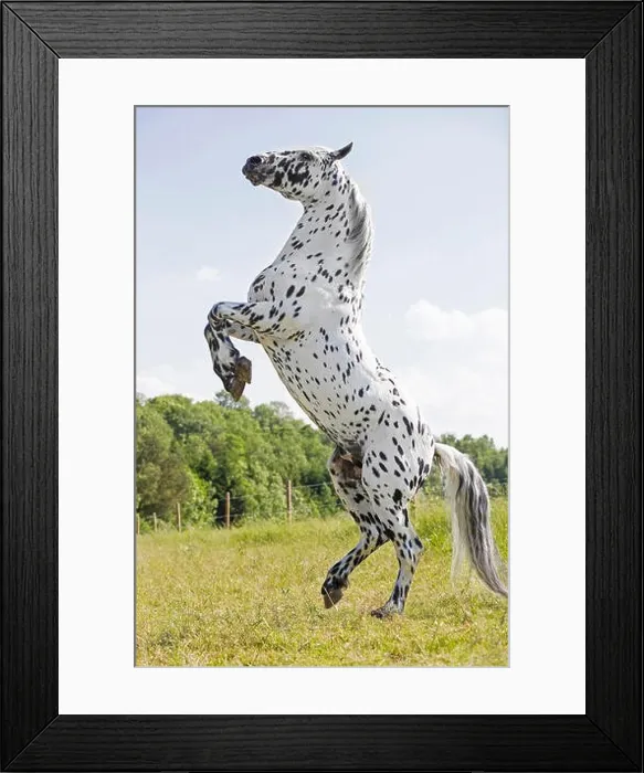 Framed Print : Knabstrup Horse. Adult stallion rearing on a pasture. Austria Framed Print : Knabstrup Horse. Adult stallion rearing on a pasture. Austria