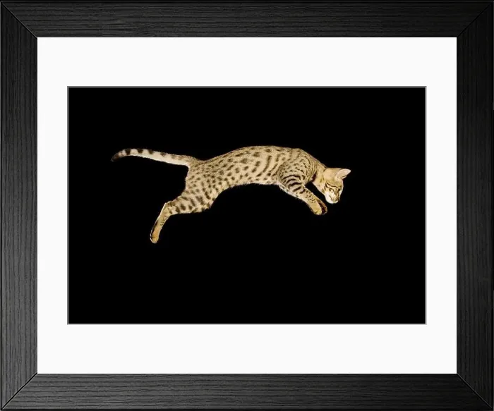Framed Print : Savannah cat (Felis catus X Leptailurus serval). Hybrid domestic cat and serval Framed Print : Savannah cat (Felis catus X Leptailurus serval). Hybrid domestic cat and serval