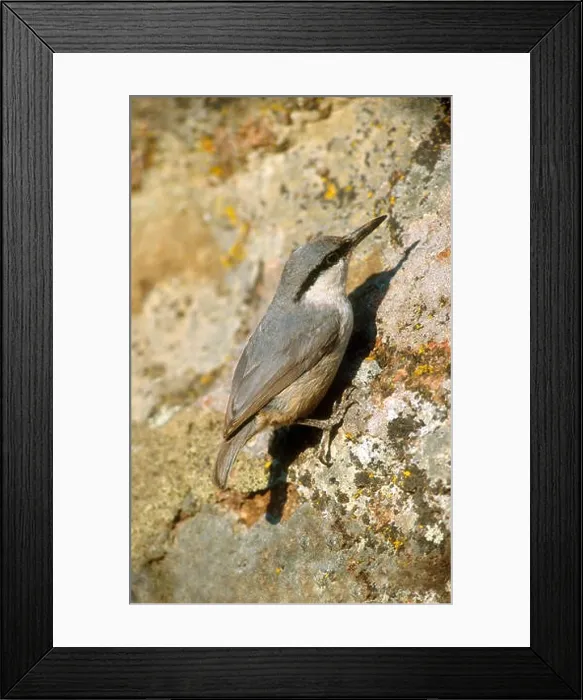 Framed Print : Western Rock Nuthatch - Sitta neumayer Framed Print : Western Rock Nuthatch - Sitta neumayer