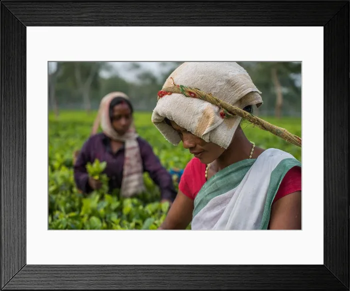 Framed Print : A close up of two female Indian tea pickers concentrating on the task at hand. Elegant and serene. A quick stop in Assam, India Framed Print : A close up of two female Indian tea pickers concentrating on the task at hand. Elegant and serene. A quick stop in Assam, India