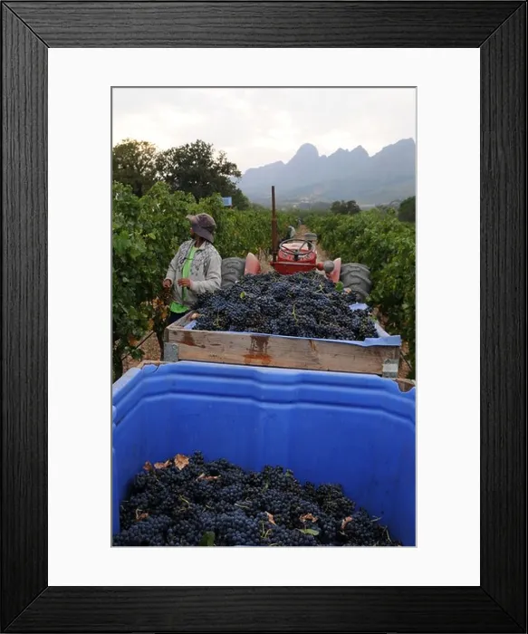 Framed Print : harvest of grapes, day laborers, vineyard Framed Print : harvest of grapes, day laborers, vineyard